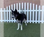 Small Siberian Husky Mix