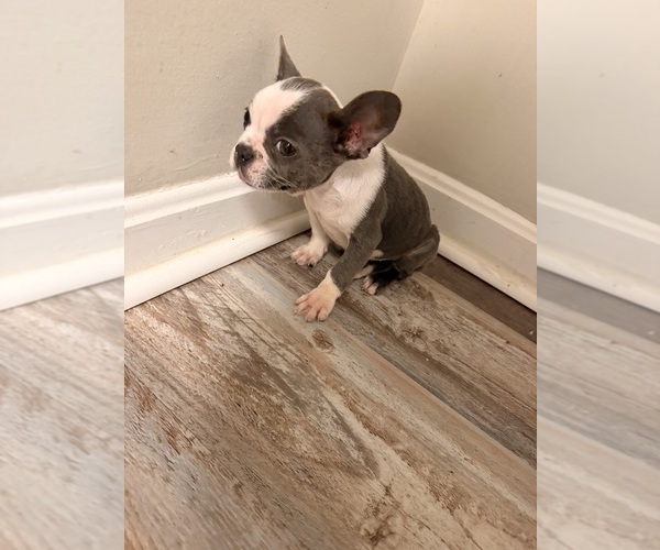 Medium Photo #4 French Bulldog Puppy For Sale in RADCLIFF, KY, USA