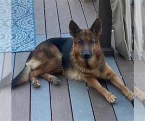 German Shepherd Dog Dogs for adoption in San Antonio, TX, USA