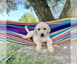 Small Labrador Retriever