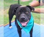 Small American Staffordshire Terrier Mix