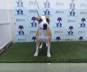 American Pit Bull Terrier-Unknown Mix Dogs for adoption in Orlando, FL, USA