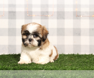 Shih Tzu Puppy for sale in MARIETTA, GA, USA