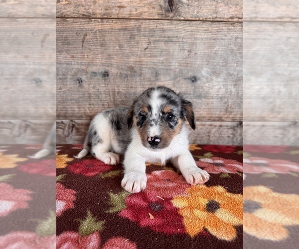 Medium Photo #4 Miniature Australian Shepherd-Mutt Mix Puppy For Sale in VERMONTVILLE, MI, USA