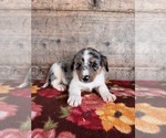 Small #3 Miniature Australian Shepherd-Mutt Mix