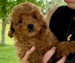 Image preview for Ad Listing. Nickname: Red Curly Girl