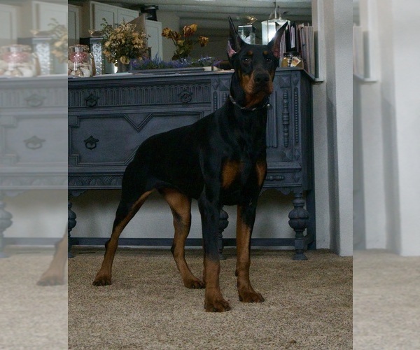 Medium Photo #52 Doberman Pinscher Puppy For Sale in WARSAW, IN, USA