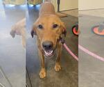 Small #2 Labrador Retriever Mix