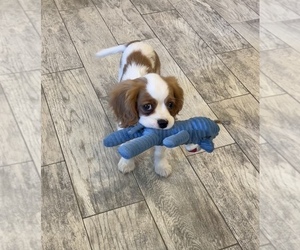 Cavalier King Charles Spaniel Puppy for sale in BASTROP, TX, USA