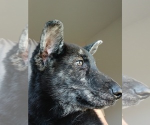 German Shepherd Dog Puppy for sale in CROWN POINT, IN, USA