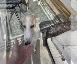 Mother of the Borzoi puppies born on 03/27/2026