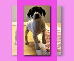 Small #17 American Pit Bull Terrier-Pointer Mix