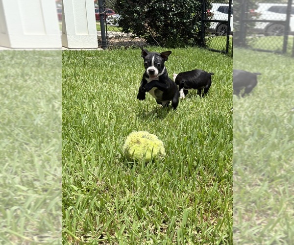 Medium Photo #2 Boston Terrier Puppy For Sale in RICHMOND, TX, USA