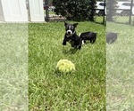 Puppy Dash Boston Terrier