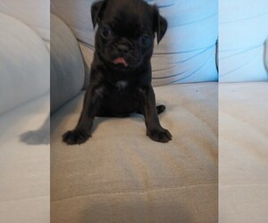 American Lo-Sze Pugg Puppy for sale in RANCHO CUCAMONGA, CA, USA