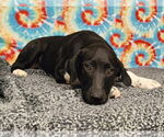 Small #4 Great Pyrenees Mix