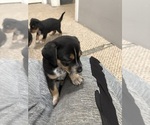 Small #2 Beagle-Chihuahua Mix