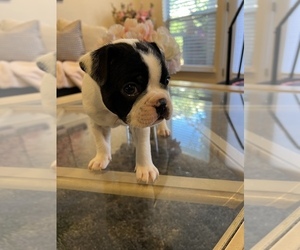Boston Terrier Puppy for Sale in TRACY, California USA
