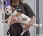 Small #1 Jack Russell Terrier Mix