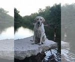 Small Photo #10 Labrador Retriever Puppy For Sale in SAINT CHARLES, MO, USA