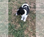 Small Photo #6 Rat Terrier Puppy For Sale in BOWLING GREEN, KY, USA