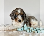 Small #6 Miniature Bernedoodle-Poodle (Miniature) Mix