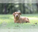 Small Photo #6 Labrador Retriever-Unknown Mix Puppy For Sale in Tuscaloosa, AL, USA