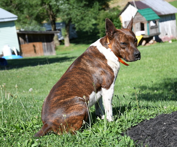 Medium Photo #1 Rat Terrier Puppy For Sale in PETERSBURG, PA, USA