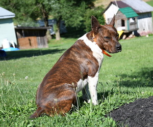 Father of the Rat Terrier puppies born on 04/08/2026