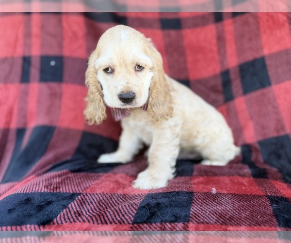 Medium Photo #7 Cocker Spaniel Puppy For Sale in LAKELAND, FL, USA