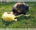 Small Photo #4 German Shepherd Dog Puppy For Sale in SHELTON, WA, USA