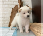 Small Photo #5 Shiba Inu Puppy For Sale in MANHATTAN, NY, USA