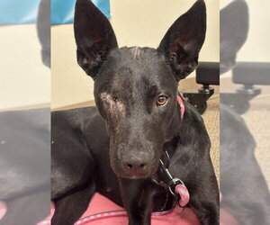 Borador Dogs for adoption in Sacramento, CA, USA