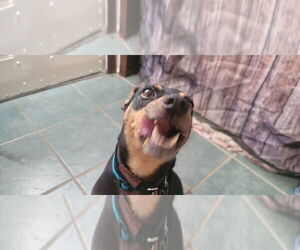 Rosco - Male Miniature Pinscher-Unknown Mix Dog for Adoption - Photo #3