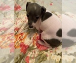 Puppy 1 Italian Greyhound