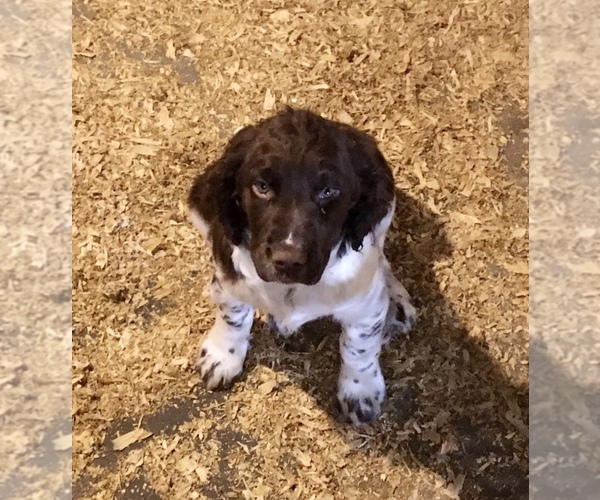Medium Photo #1 English Springer Spaniel Puppy For Sale in MADISON, OH, USA