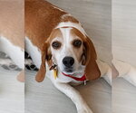Small #4 Beagle