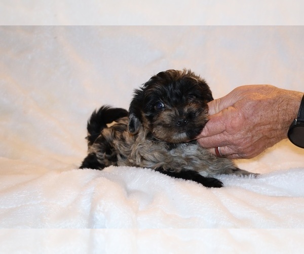 Medium Photo #14 Yorkiepoo mix (+ Poodle Toy) Puppy For Sale in DYERSBURG, TN, USA