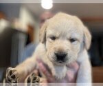 Small Photo #159 Labrador Retriever Puppy For Sale in HIGH POINT, NC, USA