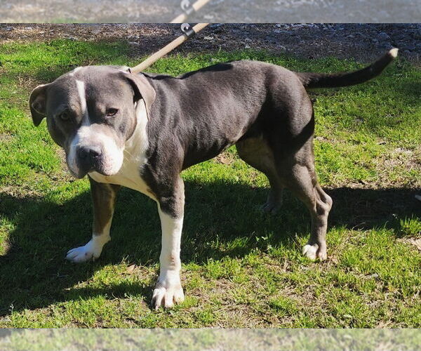 Medium Photo #4 American Pit Bull Terrier-Unknown Mix Puppy For Sale in Wetumpka, AL, USA