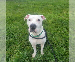 American Pit Bull Terrier Dogs for adoption in Derwood, MD, USA