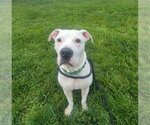 Small American Pit Bull Terrier
