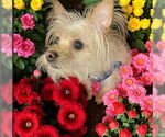 Small #2 Cairn Terrier Mix