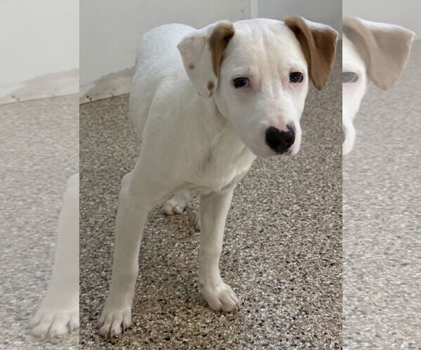 Medium Photo #2 Rat Terrier-Unknown Mix Puppy For Sale in Mooresville, NC, USA