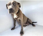 Small #1 American Pit Bull Terrier