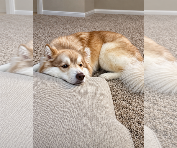 Medium Photo #3 Siberian Husky Puppy For Sale in Euless, TX, USA