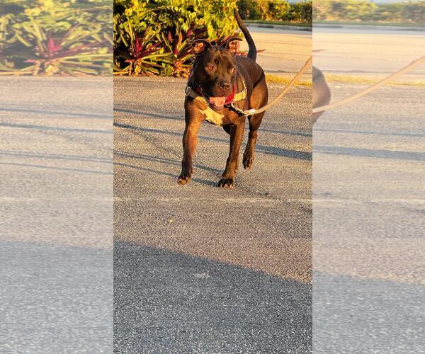 Medium Photo #3 American Pit Bull Terrier-Unknown Mix Puppy For Sale in Pompano Beach , FL, USA