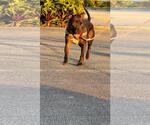 Small #2 American Pit Bull Terrier Mix