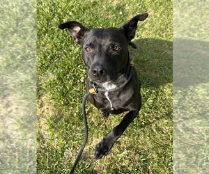 Athena - Female Mutt Dog for Adoption - Photo #2
