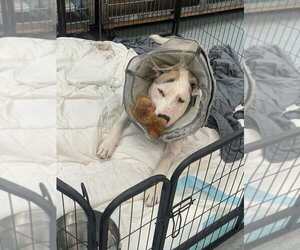 Macduff - Male Anatolian Shepherd-Unknown Mix Dog for Adoption - Photo #2